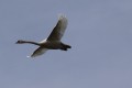 louis f _mg_5100